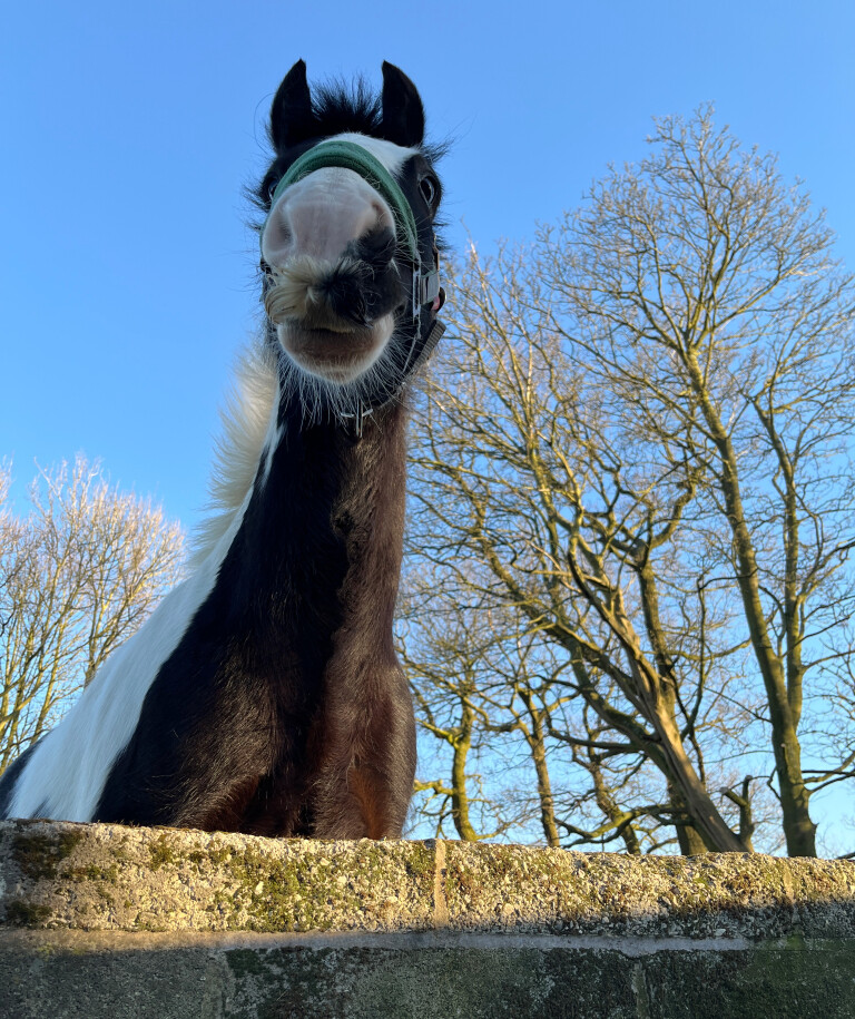 Max Pretending to be a Giraffe